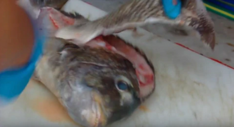Freeing The Sheepshead Fillet From The Fish