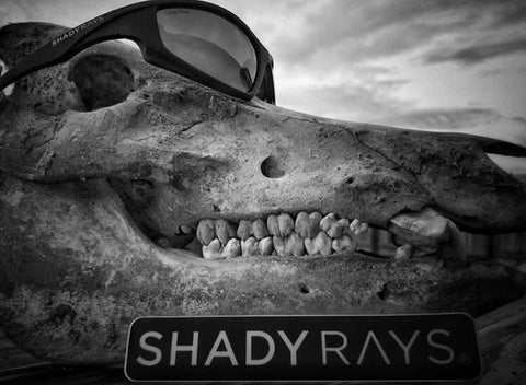 Shady Rays Skull with Polarized sunglasses