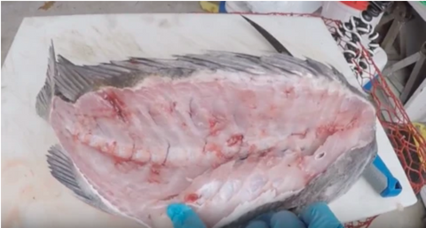 Never Cut Into Sheepshead Rib Cage When Cleaning
