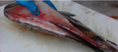 Removing Fillet From Bones Until You Reach The Rib Cage