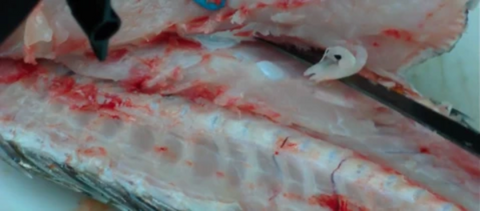 Removing The Fillet From Around The Rib Cage